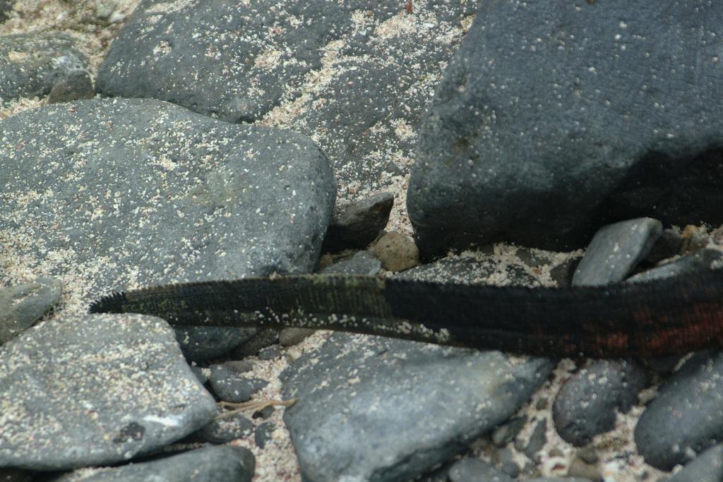 Because marine iguanas lose a lot of energy to the cold water they swim in, they require a more efficient way of reabsorbing this lost heat; hence, the darker color.