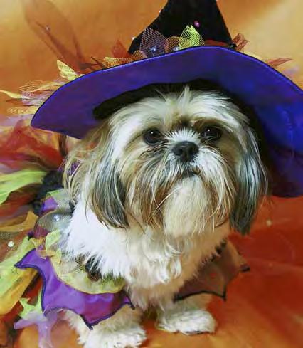 Client education 6 Halloween dangers for pets Here are the biggest Halloween pet hazards to watch out for this year and all year.