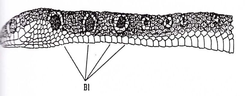 -Figure: A, neck markings (BI) in P. najadum -Figure: B, dorsal view of head in P.