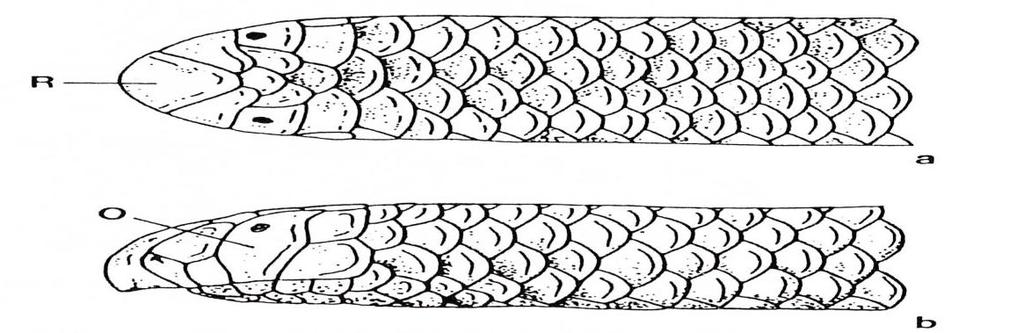 -Figure: A, Body scales in Xeroyphlops vermicularis A- lateral head, B-ventral head, C-ventrail tail, R: rostrale, N: Nasale, Po: proculare, O: ocular, Aa: mouth opening, Ay: anal cleft.