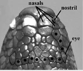 3-3-1-4- FAMILY COLUBRIDAE 1-a- Loreal scales present, vertical pupil or elliptical.......2 b- Loreal scales present, round pupil.... 3 2-a- Loreal scales contact with eye (fig, A,a).