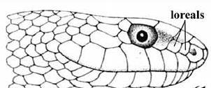 Lateral view of head evidencing the series of subocular scales. Genus: Telescopes Fig: C, Malpolon.