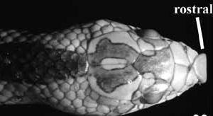 b- Rostral shield broadly truncate, loreals deeper than long, ventral scales 174.