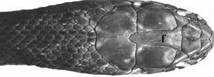 -Figure: A, Malpolon monspessulanus, dorsal view of head (f = frontal scale). -Fig: B, Malpolon moilensis, lateral view of head.