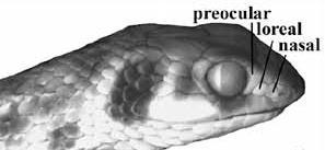 Psammophis schokari -Psammophis, lateral view of head evidencing the poisonous fangs and the loral scale.