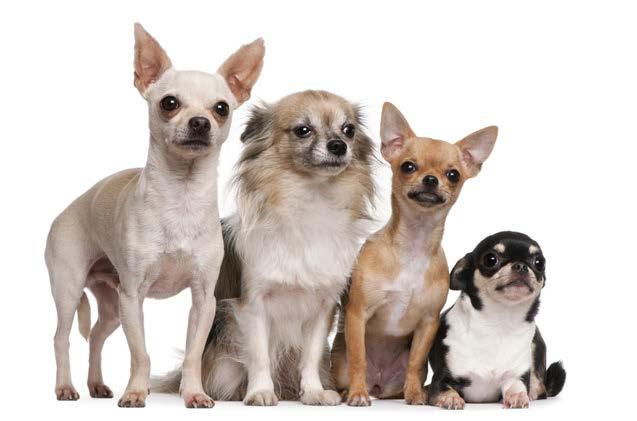 The Inland Valley Humane Society & SPCA is very excited to announce the launch of a great new program to help the Chihuahuas of our community!