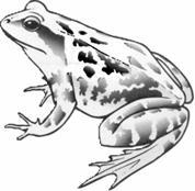 (c) The drawing below shows a frog. (i) To which group of vertebrates does the frog belong?