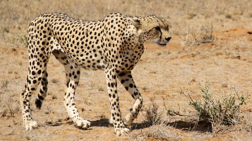 Endangered Species: The cheetah By Gale, Cengage Learning, adapted by Newsela staff on 01.05.