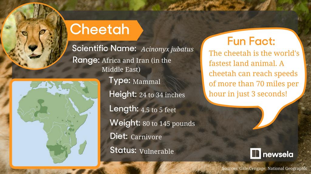 Unlike other cats, a cheetah cannot retract its claws. This physical feature allows the animal to dig into the ground as it runs, giving it more speed.