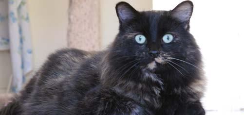 Donovan was rescued by MEOW and returned to his family after being lost for six months.