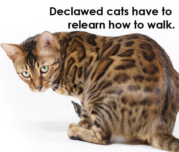 Medical News! Why is Declawing not a good medical/ behavioral option? By Jey E, MSW, ACABC Cat history demonstrates that part of their biology involves scratching.