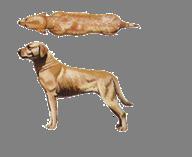 Schedule II: Assessment of Body Condition of Dogs (1) EMACIATED Ribs, lumbar vertebrae, pelvic bones and all bony prominences evident from a distance. No discernible body fat.