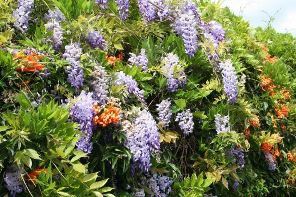 particularly lethal, containing high Wisteria Fabaceae Extremely popular as ornamental plants across Asia,
