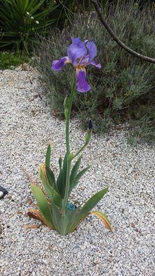 Iris can be blue, white or yellow and it is the underground rhizome s (bulbs) that are highly poisonous and deadly to animals and humans if ingested.
