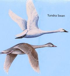 Objectives You will learn to distinguish between swans, geese, puddle ducks, diving ducks and mergansers.