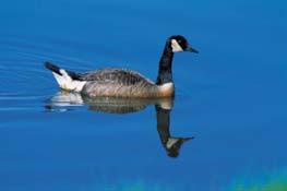 Canada geese of all kinds have a black head and neck and white patches on the cheeks.