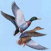Some Common Species Following are descriptions of some of the more common species of dabbling (puddle) ducks, diving ducks and mergansers.
