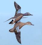 Early in the hunting season drakes and hens may resemble each other. The pintail is a fairly large, elongate duck with a long slender neck and fairly long and pointed tail.