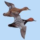 The best identifying feature is the shape of the head and bill. The head is rather round with a rather high and abrupt forehead. The bill is shorter and broader than in the canvasback.