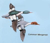 Mergansers The mergansers are easily recognized by their long, narrow and nearly cylindrical bills which are unlike those of other ducks.