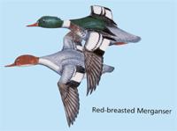 The hooded merganser is the smallest of the three species found in North Dakota, being about the size of a wood duck.
