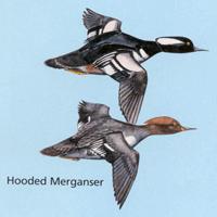 In its fall plumage it is often very difficult to distinguish it from the common merganser.
