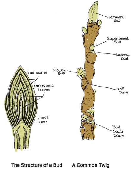 Twigs grow in length after the bud opens. The shoot tip has cells that rapidly multiply. Study the following illustrations and term definitions.