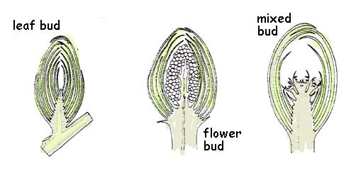 Types of Buds There are three different types of buds. Leaf buds develop into leaves.