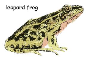 The front legs cushion the animal as it leaps. Toads have a warty, rough skin. It is not true that you can get warts from handling toads. Toads have a crest or ridge on their heads.