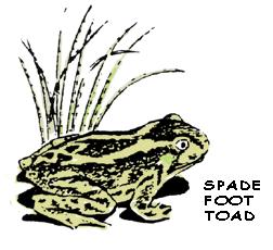 This spur is used to dig through the dirt. Other toads have the spur but it is not as large. Other toads found in North Dakota are the Great Plains toad, Dakota toad and the Rocky Mountain toad.