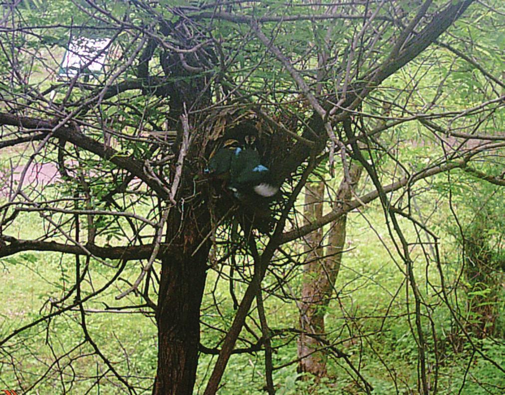 (2013), who observed similar placements of nests in four different species of trees in Bangladesh.