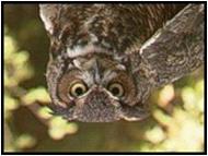 Whoo is Wise about OWLS? Try this true or false to see what you know! All owls are nocturnal. Some owls nest in woodpecker holes. The male owl is larger than the female owl.