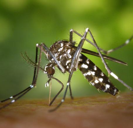 More than 2.5 billion people in over 100 countries are at risk of contracting dengue alone.