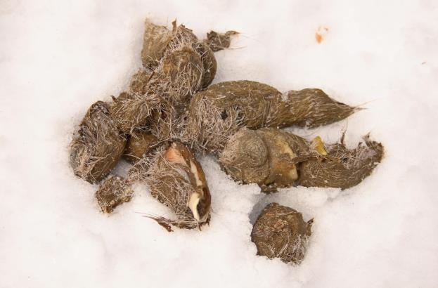 Dog: Dog scats are problematic since they can be of various shapes and sizes. Dog scats typically don t contain hair. Sometimes we can see identifiable food items, e.g. dog food or other anthropogenic foodstuffs.