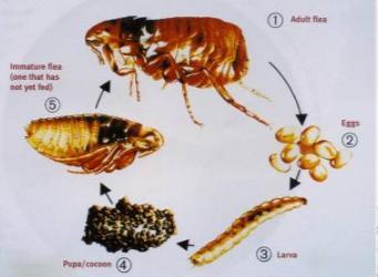 disease through bites, crushed fleas and feces into open wounds (by dogs scratching Flea