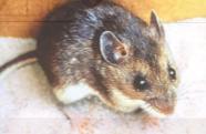 Rodent Diseases Salmonella Hantavirus (Deer Mouse) Bites
