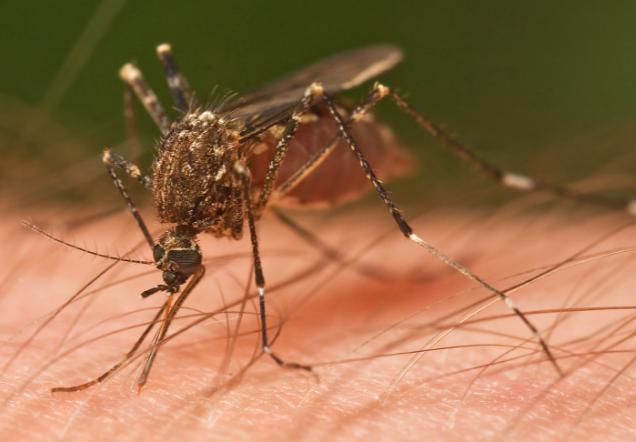 Mosquitoes In Wisconsin there are several diseases to humans West Nile