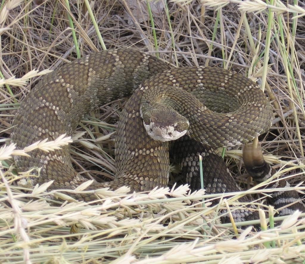 Figure 1. Western Rattlesnake (Oliver, BC; L. Andrusiak photo).