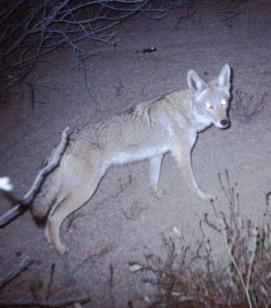 COYOTE (CANIS LATRANS) Scientific Name: Canis latrans Temporal Activity: Crepuscular and nocturnal. They do not hibernate. Diet: Mainly carrion, small vertebrates and invertebrates.