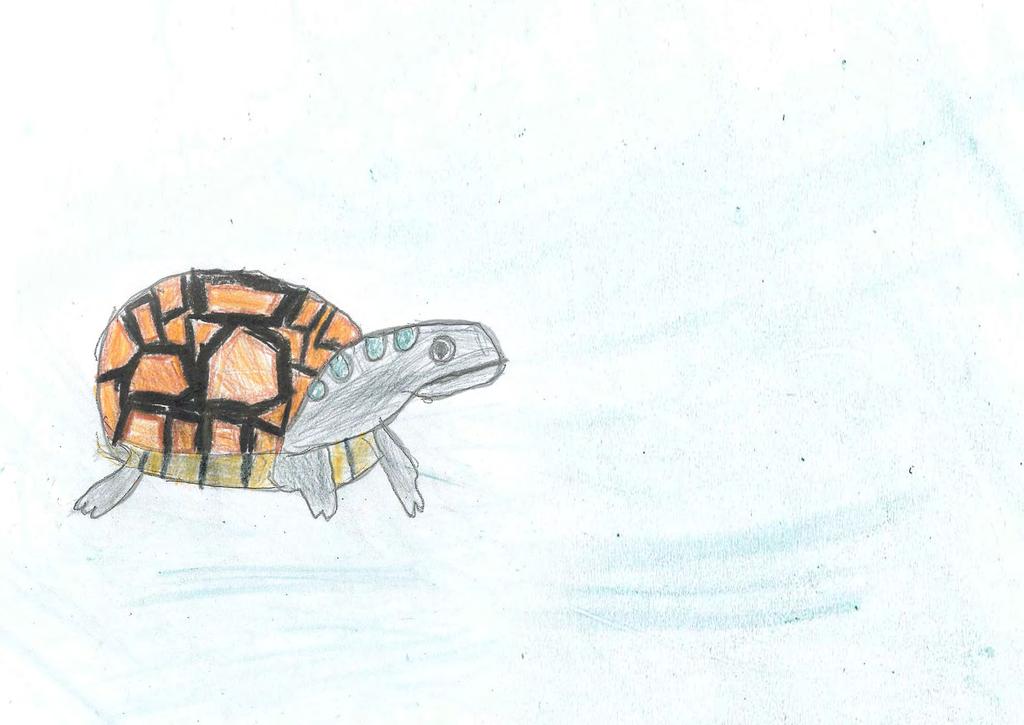 Eastern Long-necked Turtle Its scientific name is Chelodina longicollis.