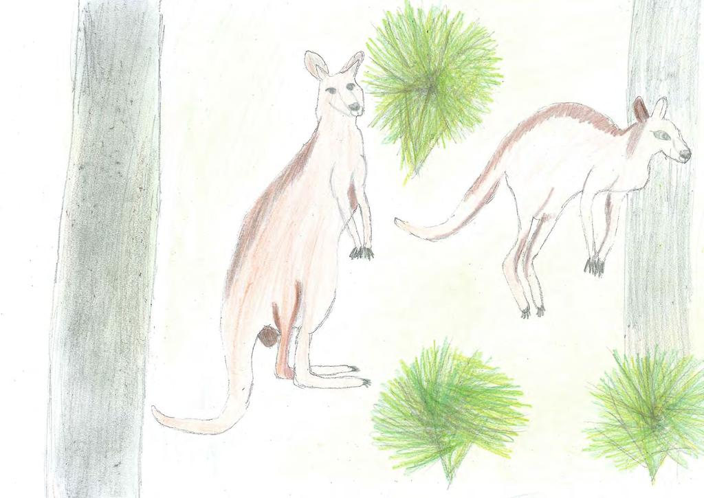Kangaroos There are four species of kangaroo in Australia - Red, Antilopine, Eastern Grey and Western Grey.