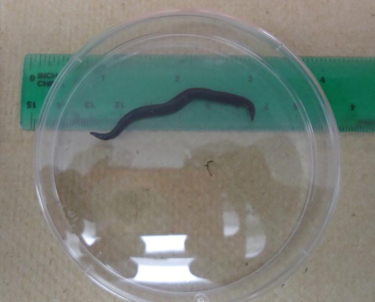 rat lungworm larvae. These flatworms also quickly decompose after they die and do not resemble their living form; they can look more like muddy water.
