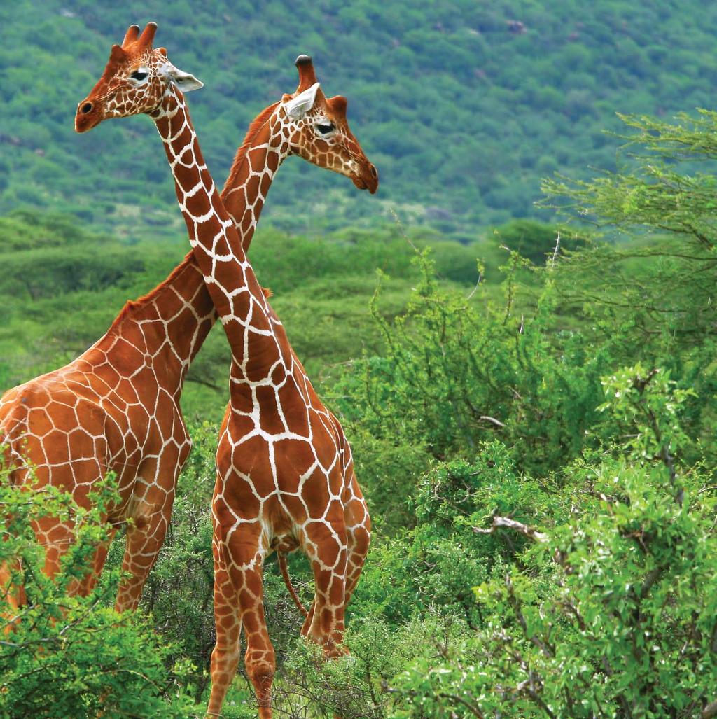 Look! What do you see the giraffes in this