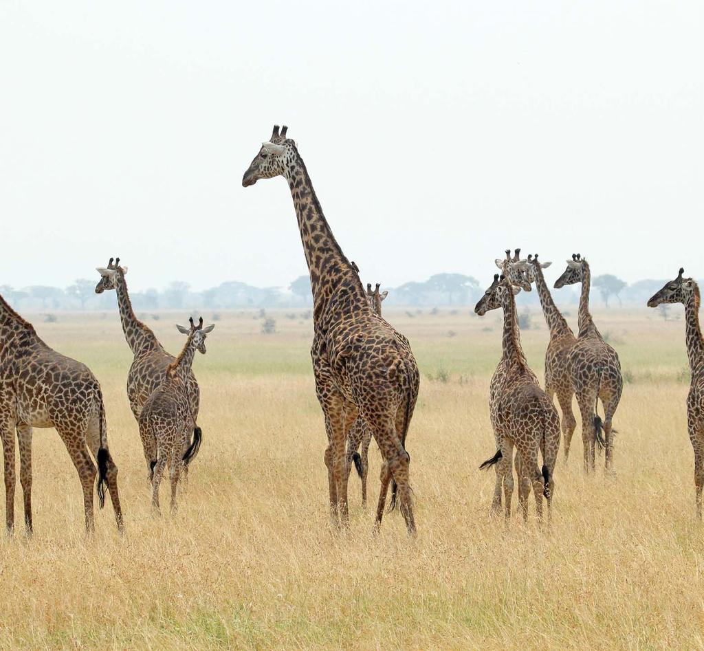 Giraffes find their food