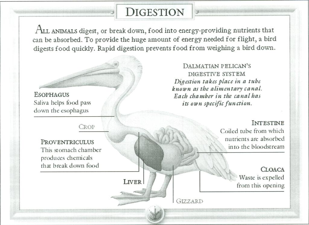 D. Digestive System- Birds are eating machines and process food very quickly.