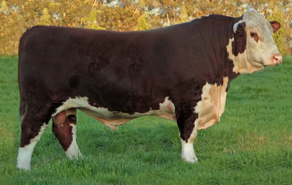 HRPJ166 AI Code: H9389 DOB: 24/05/2013 STAR RATING (WITHIN HEREFORD BREED) ECONOMIC INDEXES URO VALUE INDEX RELIABILITY STAR RATING (ACROSS ALL