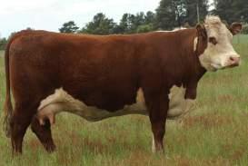 88% Daughter milk (kg) Breed ave: 2.78kg, All breeds ave: 2.09kg Daughter calving interval (days) Breed ave: -3.02 days, All breeds ave: -0.