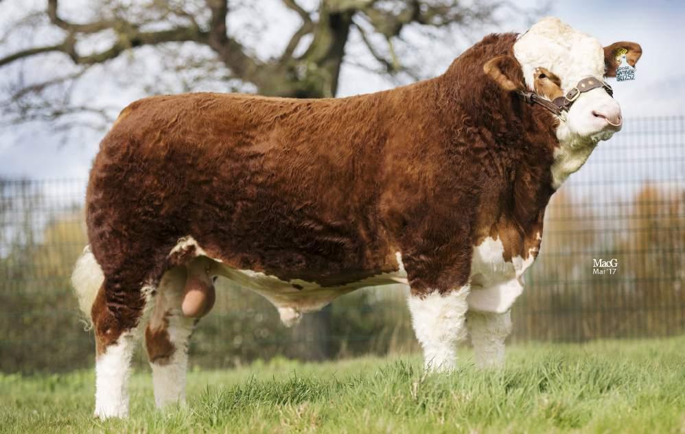Baroness MGS: Herkules Ear Tag: IE182480040434 AI Code: SG1252 DOB: 17/07/2015 STAR RATING (WITHIN SIMMENTAL