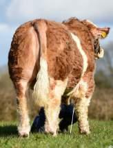 14 scale 35kg 1.59 scale EXPECTED DAUGHTER BREEDING PERFORMANCE Daughter calving difficulty (% 3 & 4) Breed ave: 5.