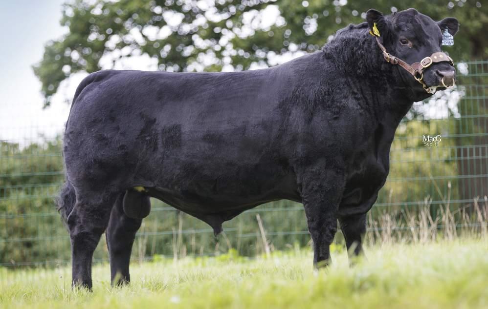 EASY CALVING TERMINAL 42 43 EXCLUSIVE DISTRIBUTORS OF The Stabiliser Cattle Company is now